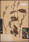 Foto von Salix cinerea L.